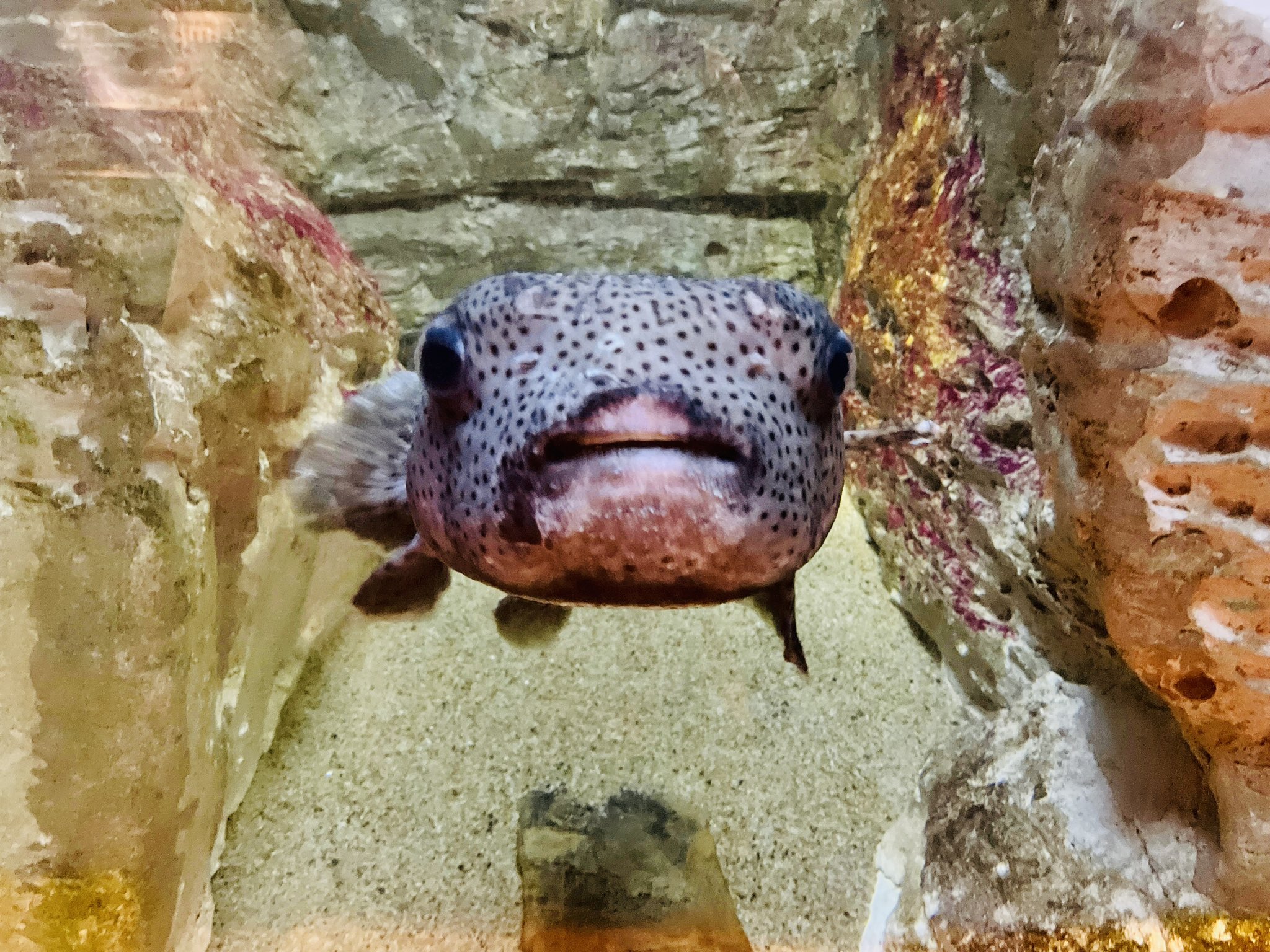 九十九島水族館海きらら Twitter Search Twitter