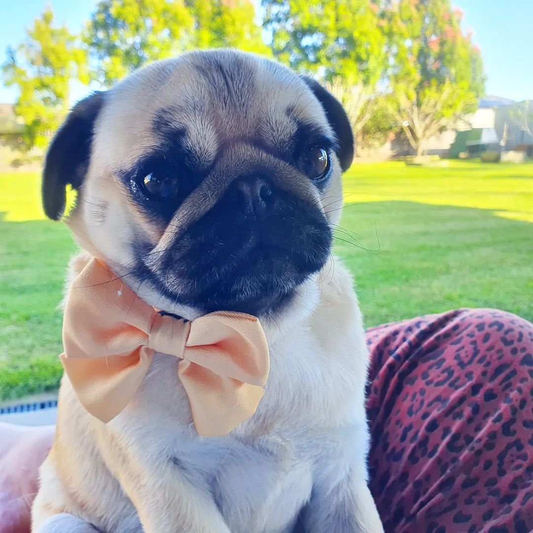 pug_lover_7's tweet photo. Morning coffee with Mum's juicy little corn cob.
#icantimagineamorebeautifulthing #oursiapug #pug #pugs #mop #mops #puglife #aussiepug #pugsofaustralia #beautifulweirdo #prettypug #cutestpug #2yearoldpug #itsapugslife #mummyspug #puglove #hollyandcocrew https://t.co/S9VaQLOI0x