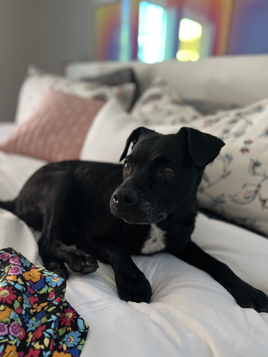 IvanaHyde on Twitter "RT ChechikTv Please Retweed LOST DOG