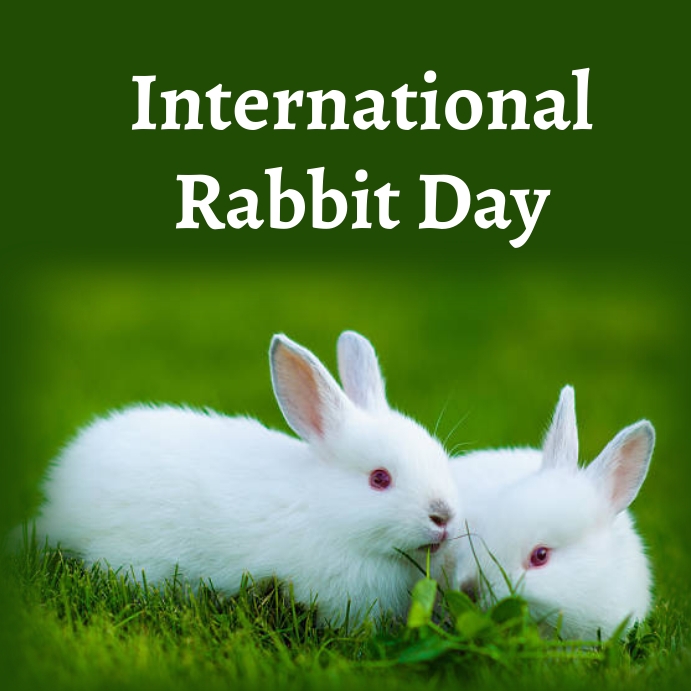 RROIJResearch's tweet photo. Rabbits have always been the cutest and most adorable mammals and International Rabbit Day reminds us that it is our responsibility to save them.

#rabbitday #InternationalRabbitDay #saverabbits #rabbits https://t.co/o6jMfQM7V7