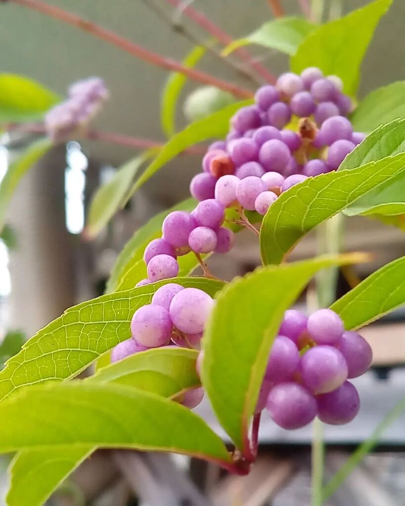 qtykity's tweet photo. #紫式部　#callicarpajaponica https://t.co/qSeIDvk2Q6