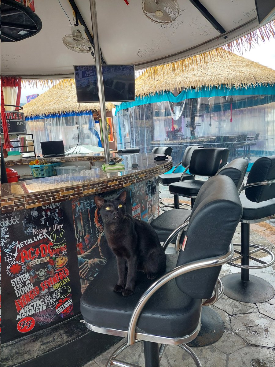 scof20's tweet photo. Look who pulled up a seat at the bar beside me in Patong!!@7AFL #AFLGF https://t.co/OuOp33kCwR