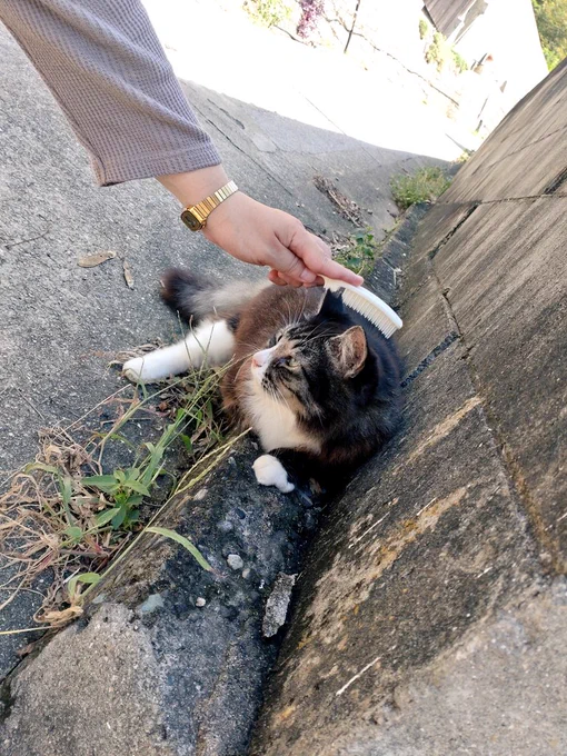 瀬戸内海の猫島と言われる男木島に寄りました。瀬戸内国際芸術祭の作品も一部見られたし、猫ちゃんにもたくさん会えて幸せ… 