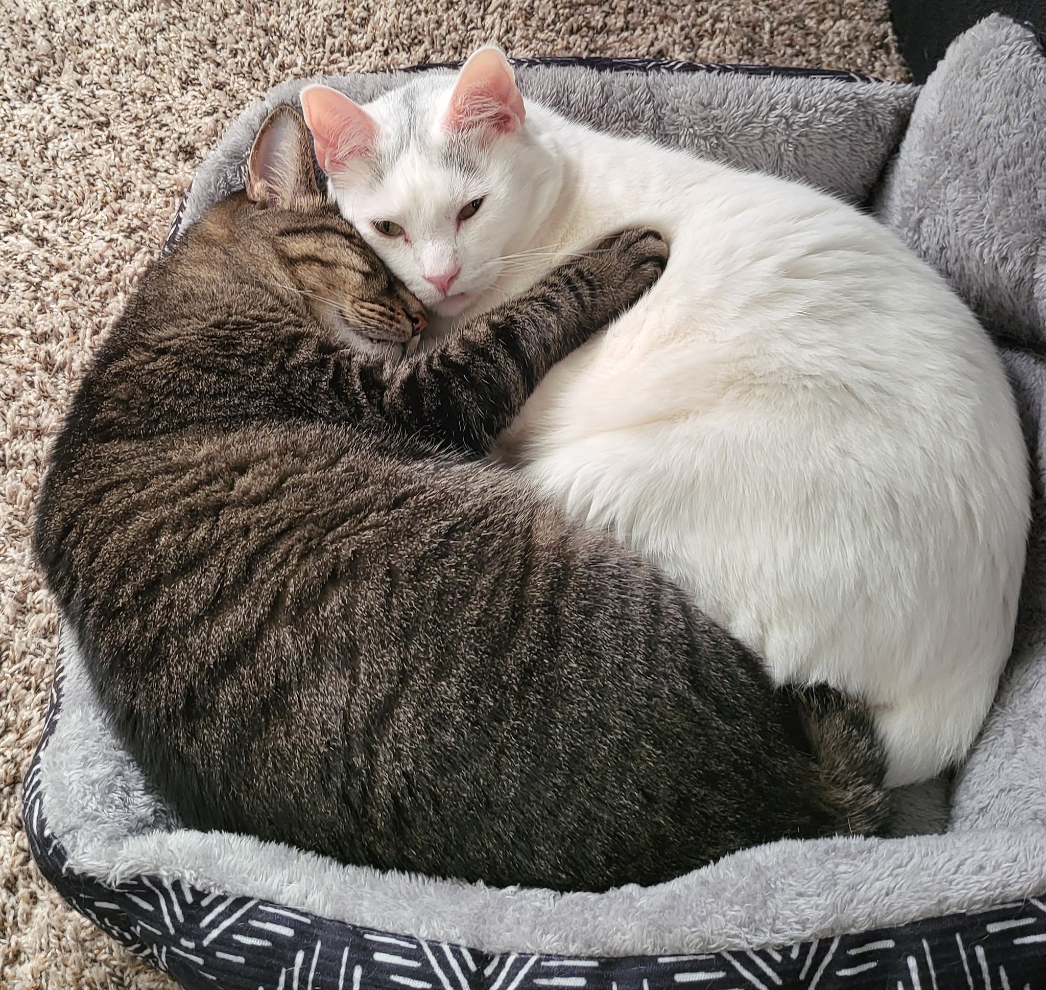 Logan 🏳️‍⚧️🦇 on Twitter "cat_auras jackaugusts Ok this is kinds