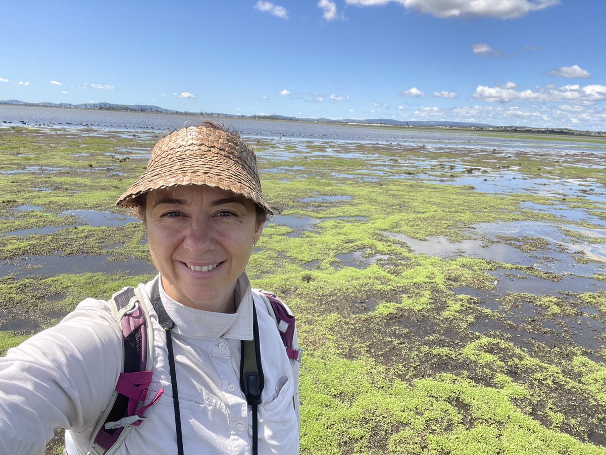 april_reside's tweet photo. Plenty of waterbirds but no #Lathamssnipe for us on our swamp during the national count today ⁦@geethansen⁩ 
Pied stilts are always a treat though https://t.co/ppih52KtqY