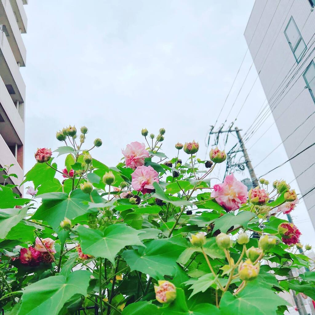 twintrival's tweet photo. 街の隙間で咲く芙蓉。#sky #イマソラ #cloud #line #flower #mutabilis #pink #red #white #leaf #tree #green #tower https://t.co/DOhbRgBo8G