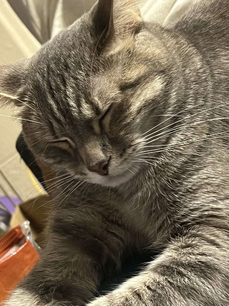 cleebian's tweet photo. cozy and in her sleepy era. 
snoozepilled. https://t.co/nUTmqSVHY4