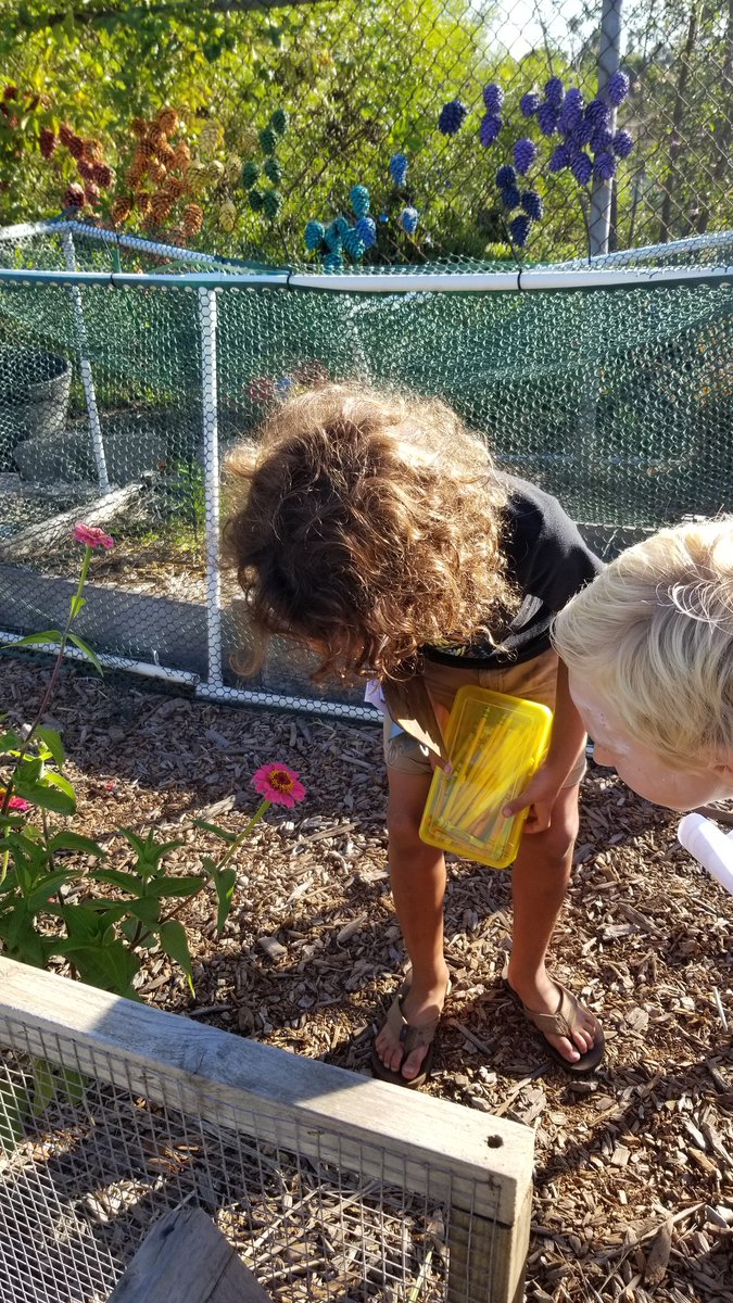 asmith_edu's tweet photo. As part of our Amplify science studies we observe carefully and draw conclusions. Here entomologists observe in nature and record data in their insect journal, later to be used in drawing conclusions. #dmusd #dmheights https://t.co/dm344PJXXu