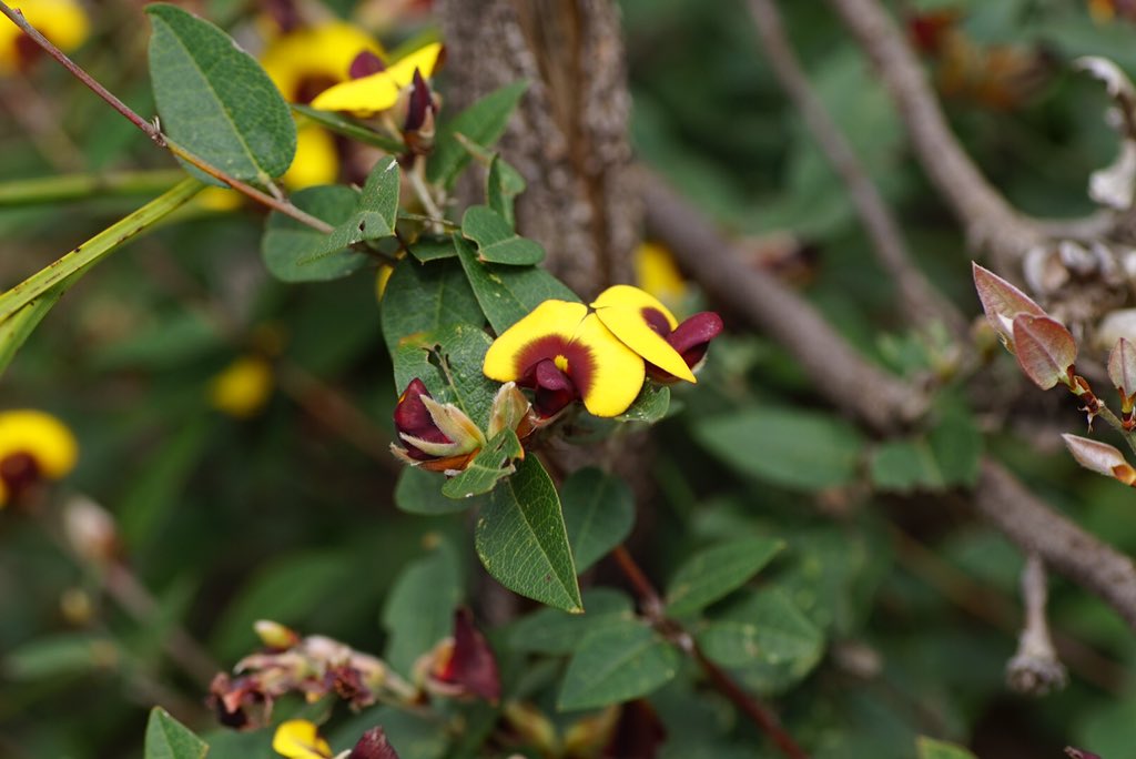 lost_in_botany's tweet photo. #Bossiaea ornata #fabaceae! Spot the Forester Moth #Zygaenidae with its face in the flowers! https://t.co/cJ8dP80X8p