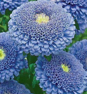 trazeonmal's tweet image. Idem ma sœur !