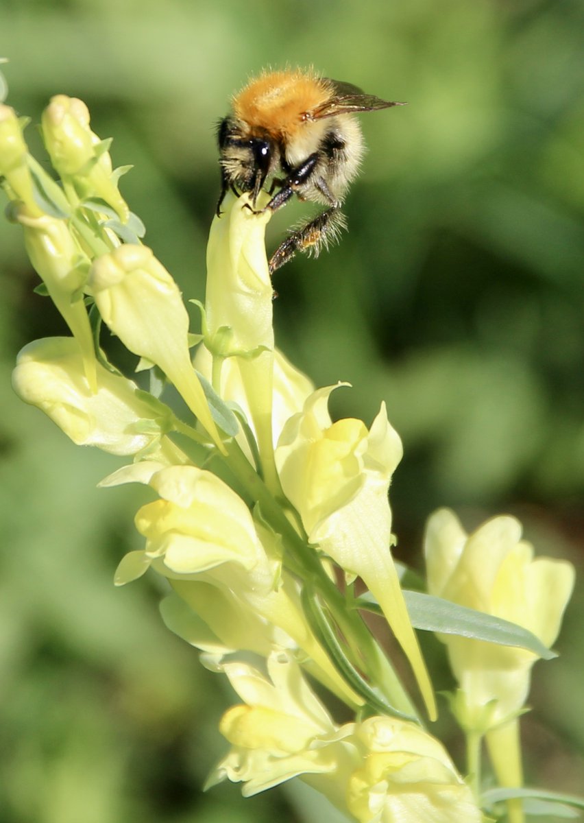 ChroniqueJardin's tweet photo. La Linaire commune (un peu pâlotte) et le Bourdon des champs. #PlanteSauvage #Bourdon #MaraisPoitevin https://t.co/BUtXb9TjSZ