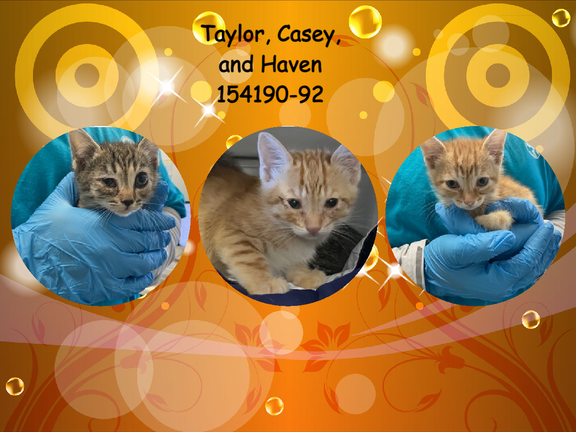 DubJH1009's tweet photo. https://t.co/jXfw8GA6HN #Help #PleaseHelpThemASAP #HelpThemNow #AllMustBeSavedImmediately #DontLetThemDie #WillBeKilled #nyc #cats #kittens https://t.co/ZnV35DX5X0