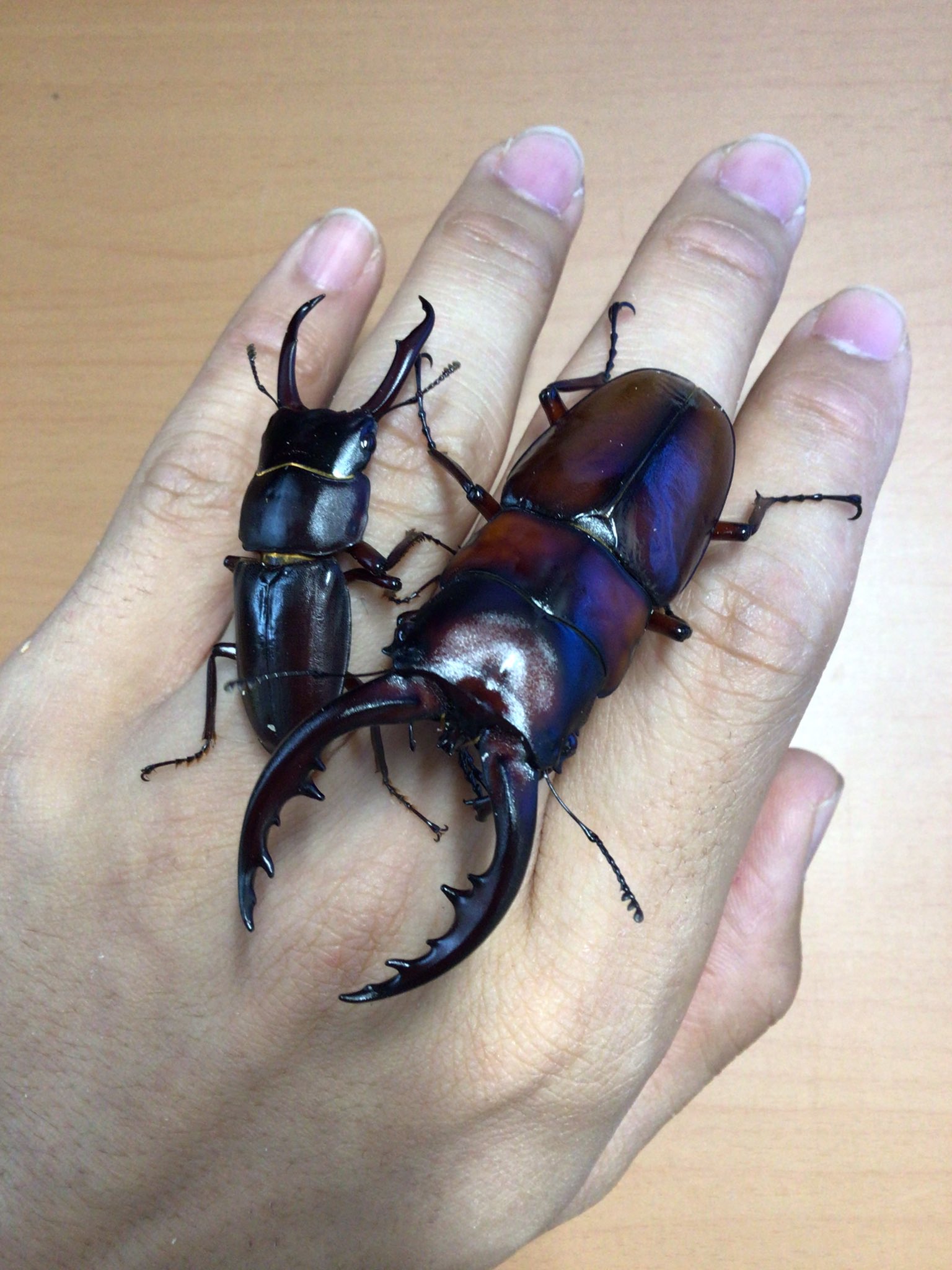 Beetle on(ビートロン)東京店 on Twitter 