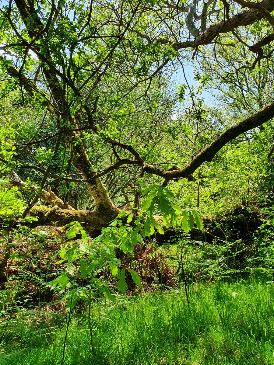 IrishRainforest's tweet photo. A real forest isn't just trees, but 1,000s of wild species - plants, animals, fungi - that coevolved over aeons to function together cohesively. It is an *ecosystem*.

A monoculture plantation, by contrast, is just trees, virtually bereft of other life. It is NOT an ecosystem. https://t.co/umnhYO0qHr