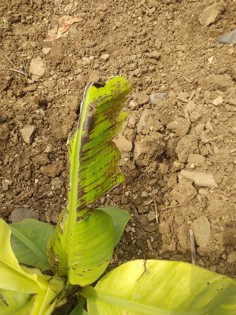 gopal_sakal's tweet photo. #Banana crop was infected with cucumber mosaic #viruse. #plants are becoming like this... https://t.co/mB337h9naj