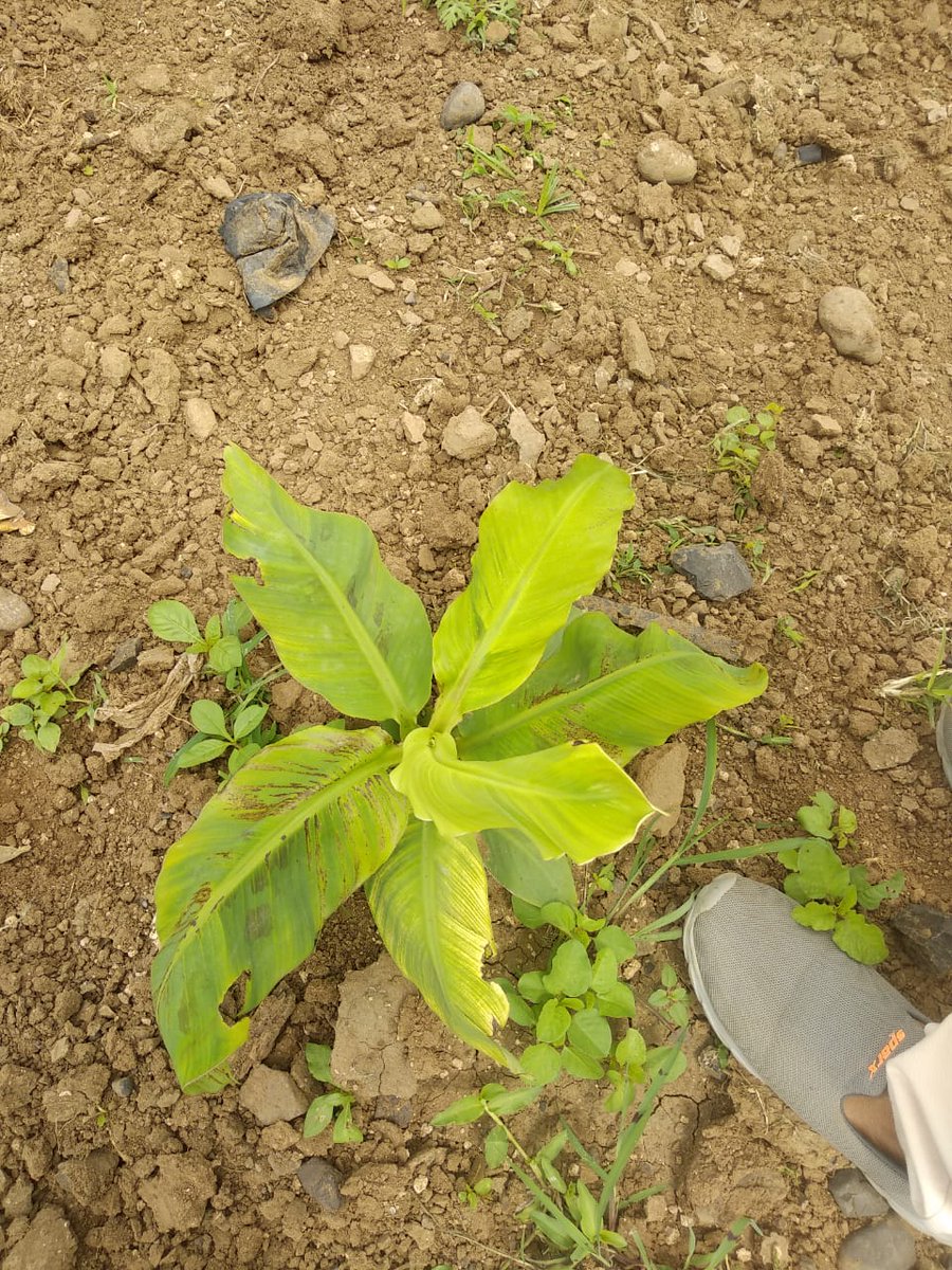 gopal_sakal's tweet photo. #Banana crop was infected with cucumber mosaic #viruse. #plants are becoming like this... https://t.co/mB337h9naj