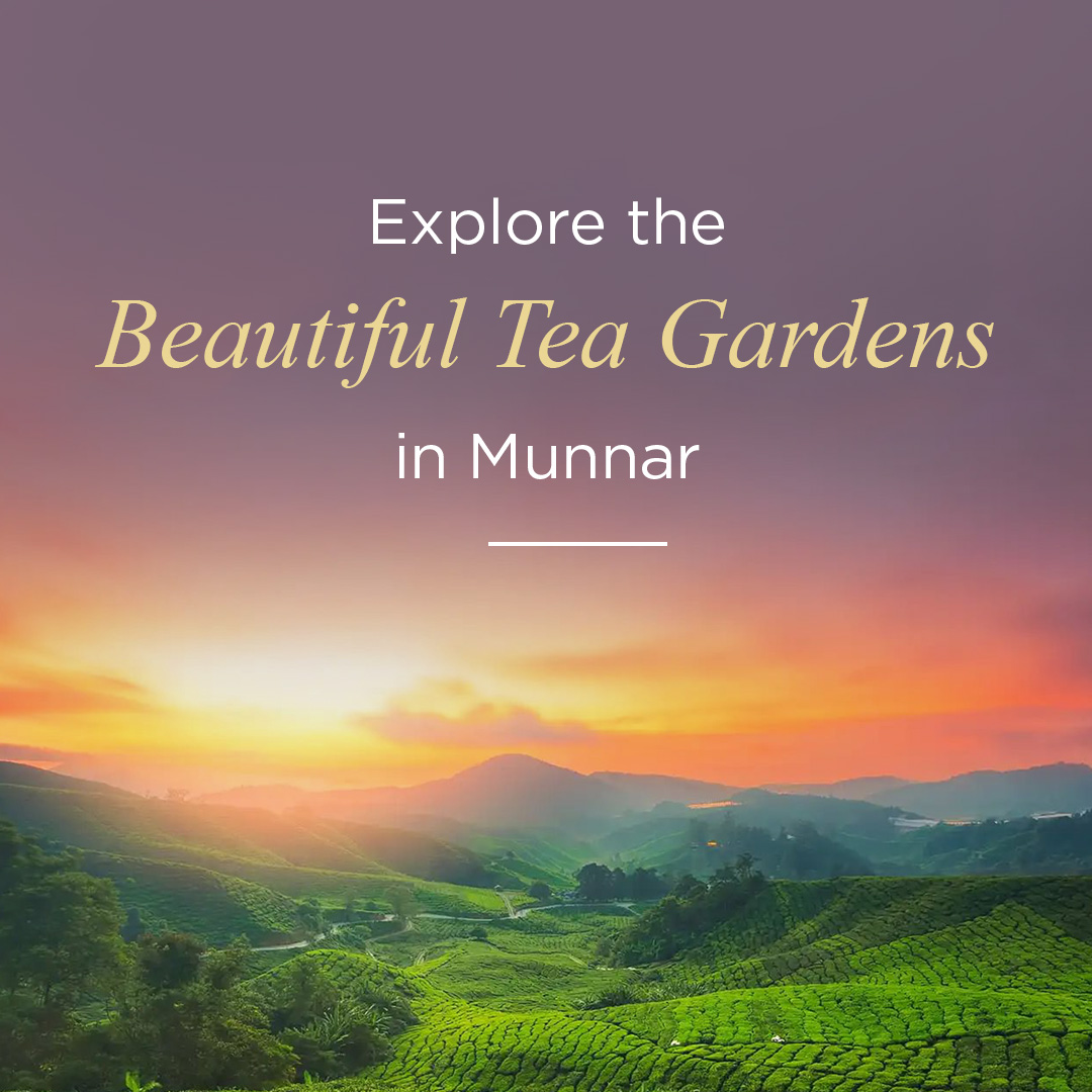 clubmahindra's tweet photo. Craving for a tea break with nature? The gorgeous weather, picturesque locales, and abundant natural beauty of Munnar await you & your family. Explore the beautiful tea gardens and more. Read https://t.co/lAixxfJpHR to know!
#ClubMahindra #ExploreMunnar #TeaEstates #TeaGardens https://t.co/jMFGAsYjqu