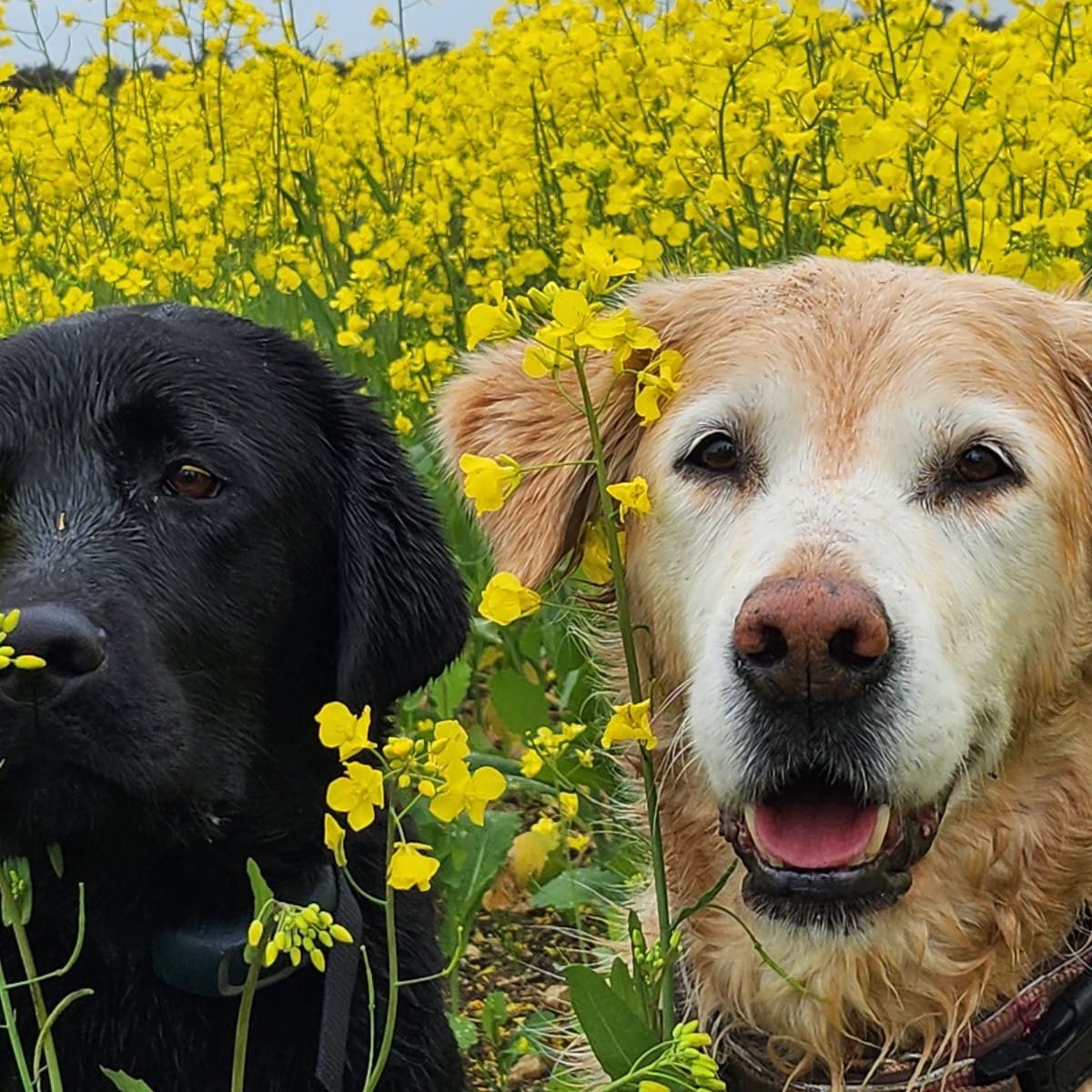 webdebzy's tweet photo. @goldenlily2017 Ollie (left) and Lunar https://t.co/0lruqwMufJ