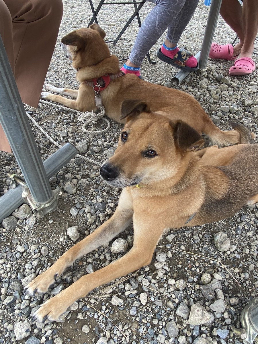 trapeze_heroes's tweet photo. 沢山のおやつを頂きました。
いつもありがとうございます❤️

#空中ブランコの犬
#看板犬 
#TrapezeHeroes https://t.co/y0lML9I8kC