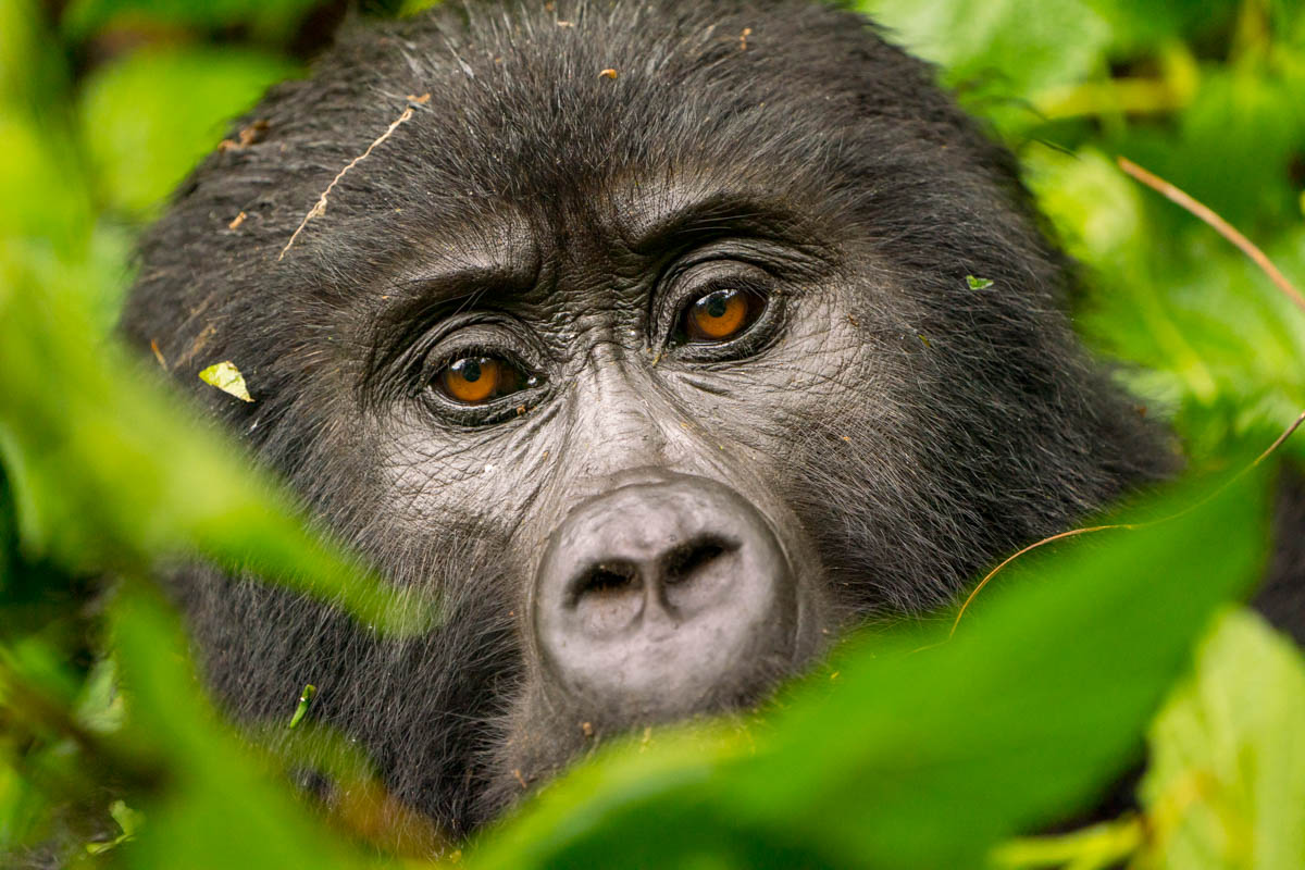 Did you know gorilla noseprints are as unique as human fingerprints?

Gorillas play a key role in biodiversity, such as spreading seeds of the fruit they eat. This #WorldGorillaDay, let's protect this endangered species.

Image courtesy: <a href="/jenmartin/">Jennifer Martin 🇦🇺 🇺🇸 📷</a> 

<a href="/MonaPatelT/">Mona Patel 🇮🇳🐅🌳</a> <a href="/Sdg13Un/">🇺🇳 #UN 🇺🇳 #SDGs 🌏 #ClimateAction 🌐 #ActNow</a> 

#SDGs