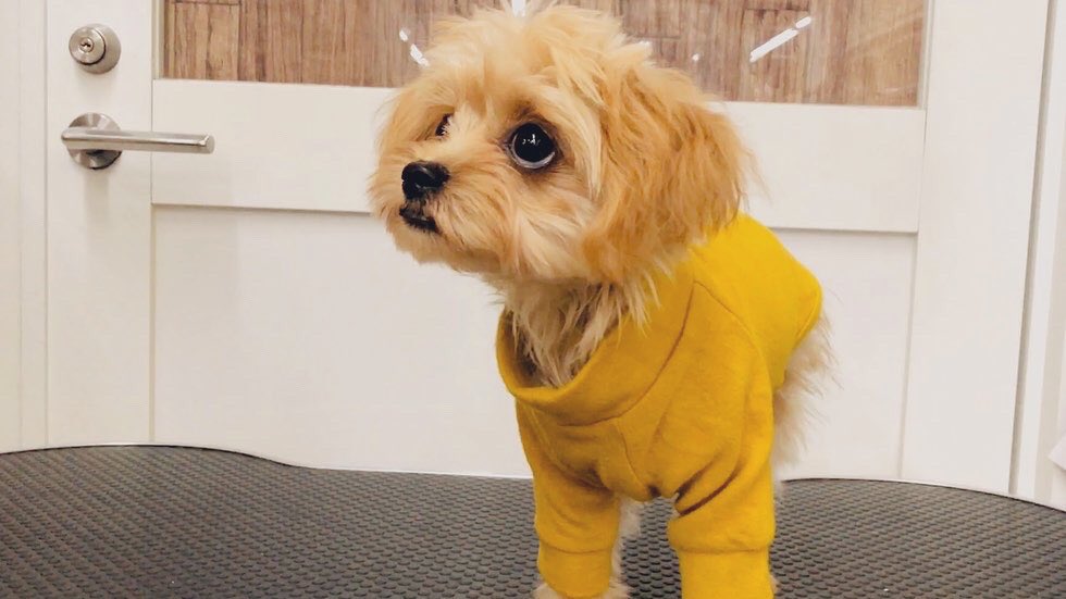 chihuapoo_aco's tweet photo. 犬の秋服、イエローかオレンジで迷い中🤔

着せてみたら意外とイエローが似合ってた💕

 #チワプー #犬ファ��ション #犬の服 
#マンダリンブラザーズ #ドッグウェア  #犬好きさんと繋がりたい #犬のいる暮らし https://t.co/MwtbeIPwMD