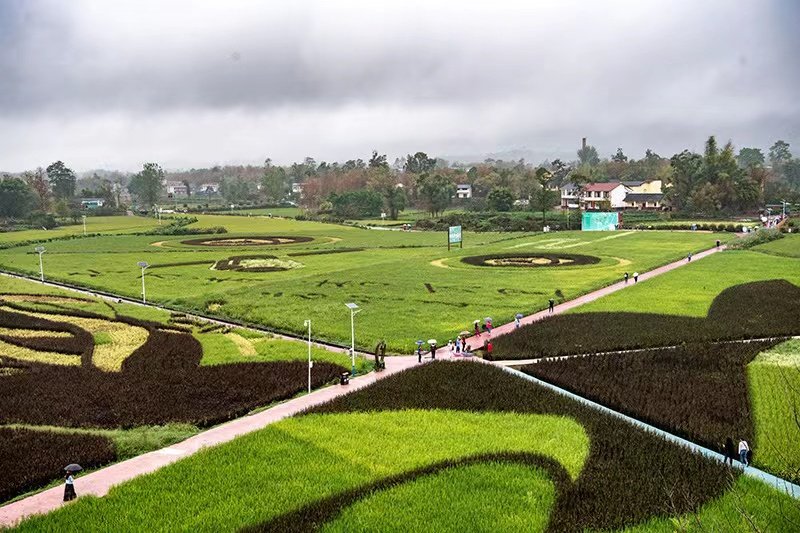 iChongqing_CIMC's tweet photo. The harvest season in #Changhong Village, Dazu District, Chongqing is approaching, and the #giant rice field painting outlines the magnificent scene of golden #autumn, attracting many tourists.
Source: Xinhua https://t.co/nkinIuXxba