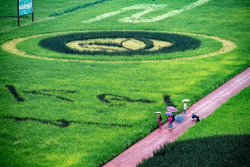 iChongqing_CIMC's tweet photo. The harvest season in #Changhong Village, Dazu District, Chongqing is approaching, and the #giant rice field painting outlines the magnificent scene of golden #autumn, attracting many tourists.
Source: Xinhua https://t.co/nkinIuXxba