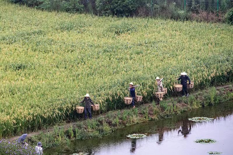 iChongqing_CIMC's tweet photo. The harvest season in #Changhong Village, Dazu District, Chongqing is approaching, and the #giant rice field painting outlines the magnificent scene of golden #autumn, attracting many tourists.
Source: Xinhua https://t.co/nkinIuXxba