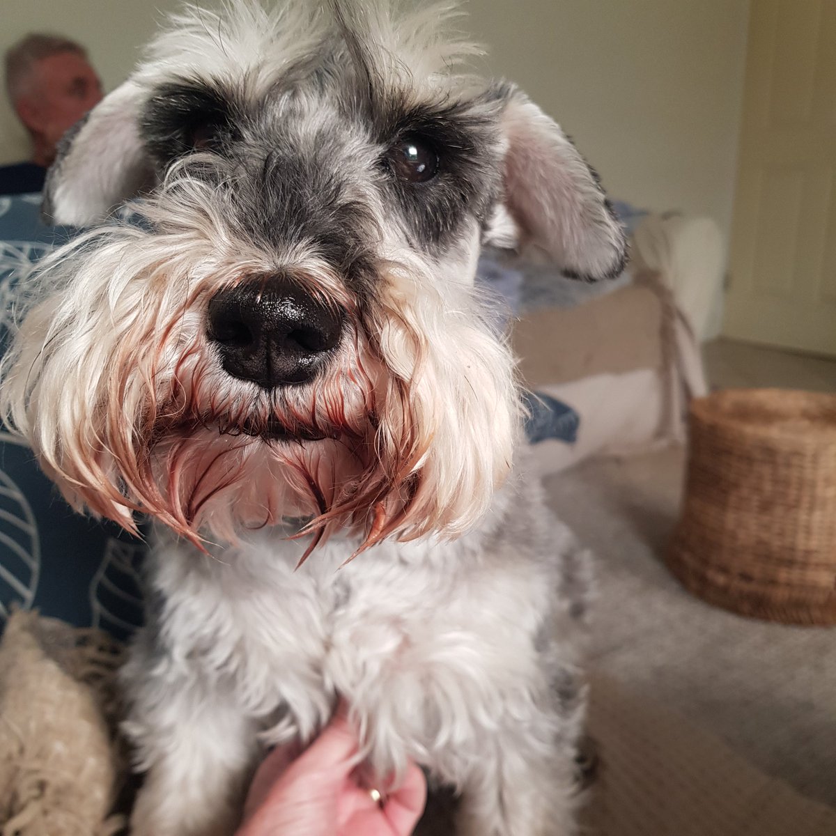 40runsneeded's tweet photo. #AFLGF explaining to the dog, cats can win things. #afl #dogsofsa #DogsofTwittter #schnauzer #crowsjourney https://t.co/B9onu3O5Va