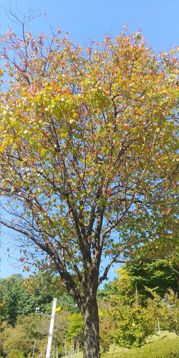가을이 벌써 이만큼.. 9월 어느 멋진날에 🍂🍁🌸