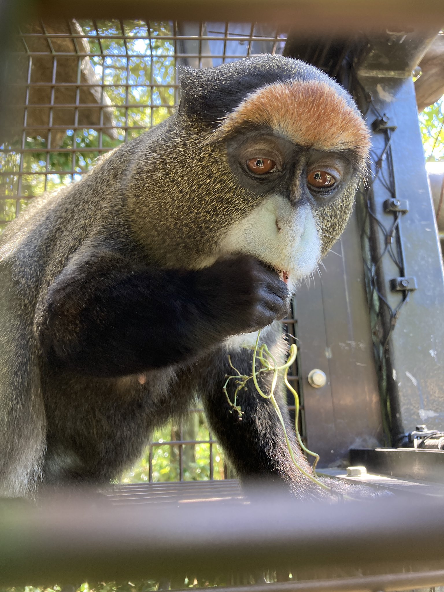 ときわ動物園（公式） on X: 
