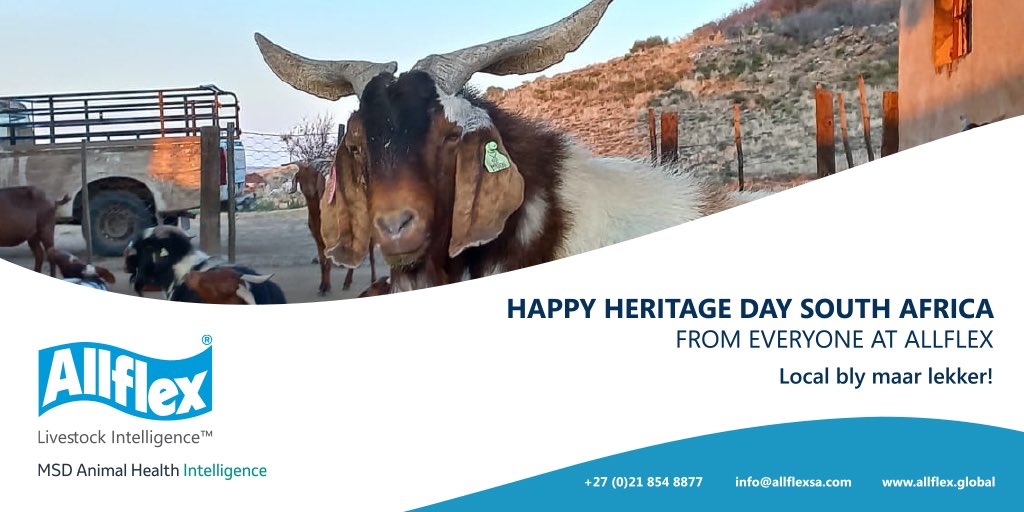 Allflex Livestock Intelligence Sub-Saharan Africa tweet media