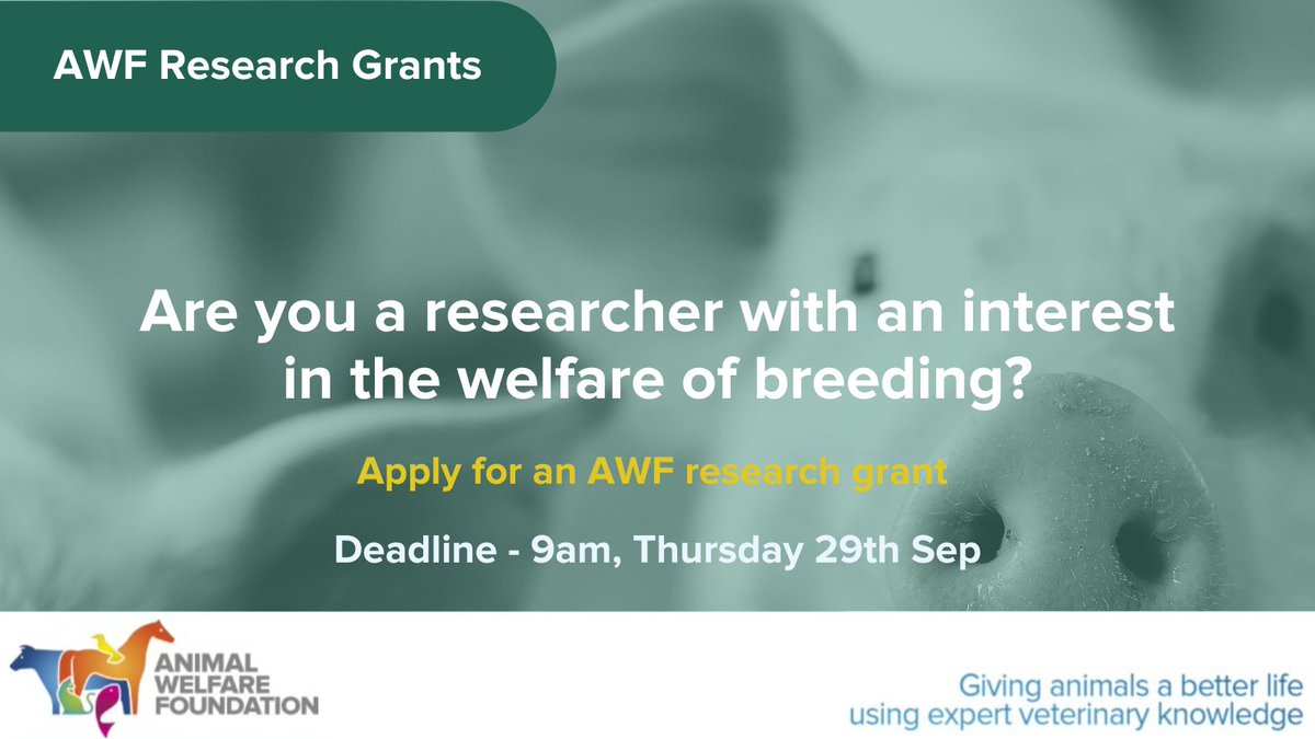 AWF_VETS's tweet photo. The deadline for our current research call is fast approaching. If you have a great idea for a #AWFResearch project on the #animalwelfare impacts of breeding, we want to hear from you. Find out more and apply: https://t.co/aBRwbMJ4Yn https://t.co/KNWKAgXKUV