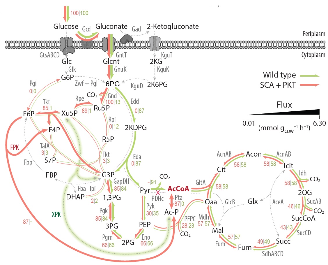 Happy to share the accepted version of <a href="/The_NiWi/">Nicolas Wirth</a>'s article on #synthetic C2 #metabolism via the PKT shunt in #Pseudomonas (#OpenAccess next week!) #Metabolic #Engineering <a href="/ElsevierConnect/">Elsevier</a> <a href="/LabNikel/">Nikel SEM Group</a> <a href="/DTUBiosustain/">DTU Biosustain</a>  
sciencedirect.com/science/articl…