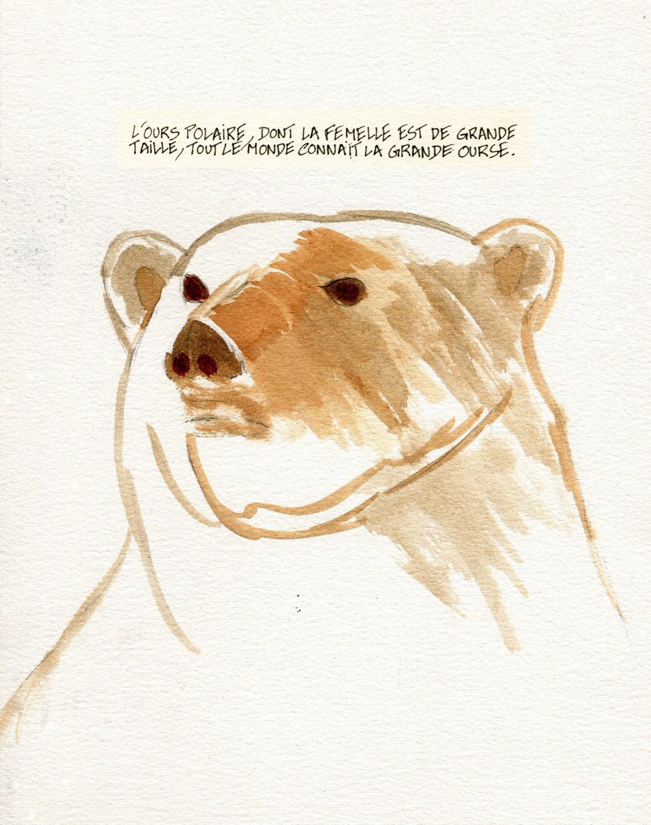 bdphird's tweet photo. Loup Phoque 
#bd https://t.co/GcFvfYHgPj