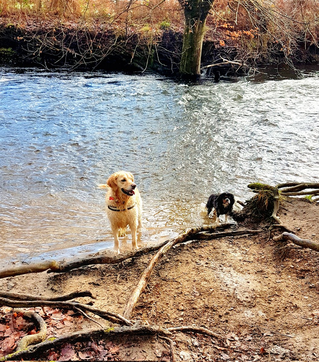 PathwayPooch's tweet image. We are best friends ❤️ 
#goldenretriever #cavalierkingcharles #dogsoftwitter