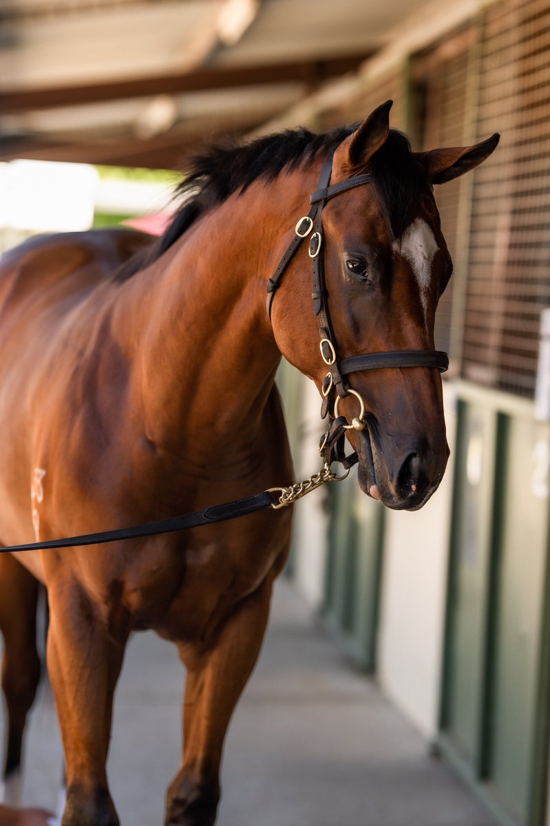 mmsnippets's tweet photo. Jacquinot at the 2021 Gold Coast Yearling Sale. He was a member of the @CoolmoreAus draft. He could have been yours for just $120,000. What a win today by the son of Rubick in the Golden Rose at Group One level. https://t.co/58fg6TlDfH