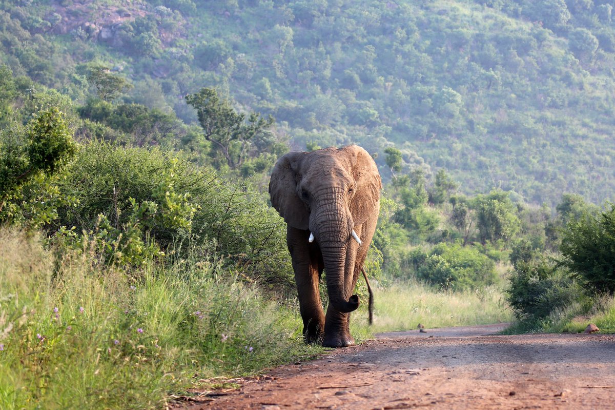 taraturk1's tweet image. Happy #HeritageDay, South Africa 🇿🇦