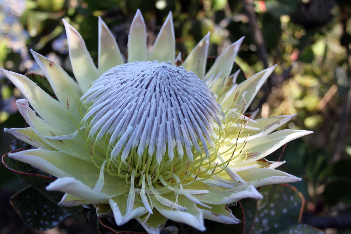 taraturk1's tweet image. Happy #HeritageDay, South Africa 🇿🇦