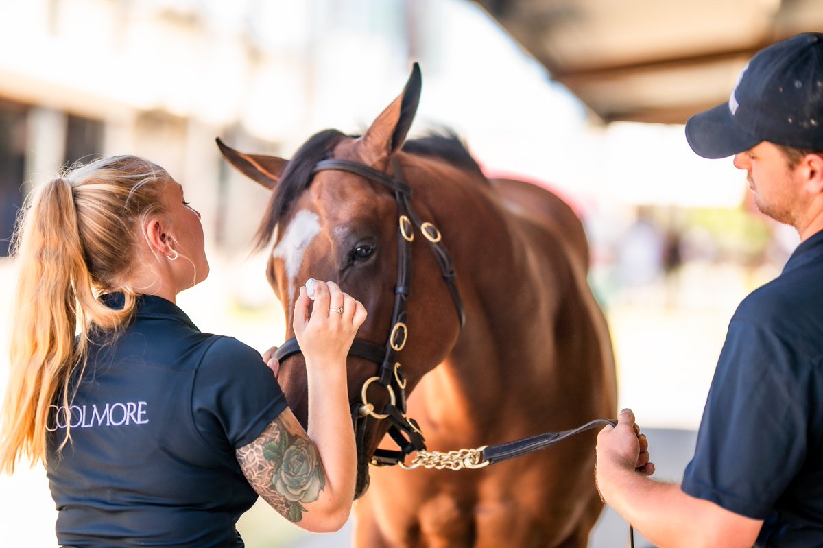 mmsnippets's tweet photo. Jacquinot at the 2021 Gold Coast Yearling Sale. He was a member of the @CoolmoreAus draft. He could have been yours for just $120,000. What a win today by the son of Rubick in the Golden Rose at Group One level. https://t.co/58fg6TlDfH