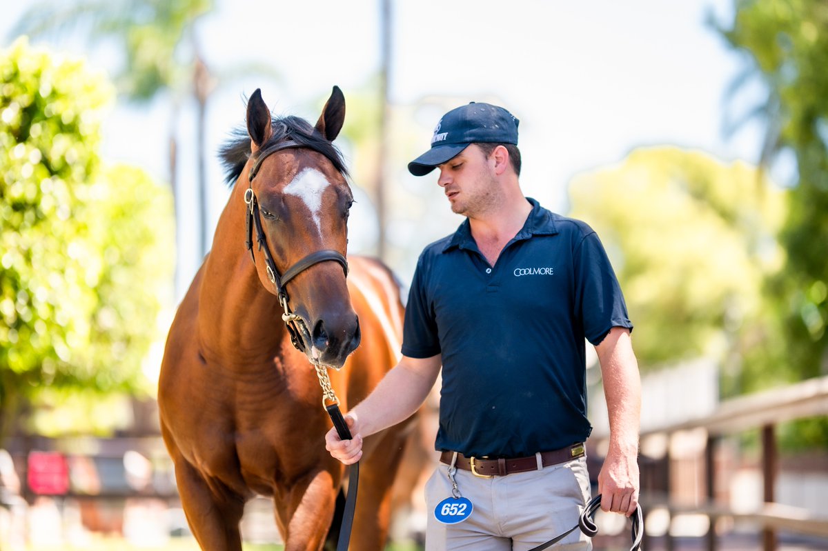 Jacquinot at the 2021 Gold Coast Yearling Sale. He was a member of the <a href="/CoolmoreAus/">Coolmore Australia</a> draft. He could have been yours for just $120,000. What a win today by the son of Rubick in the Golden Rose at Group One level.