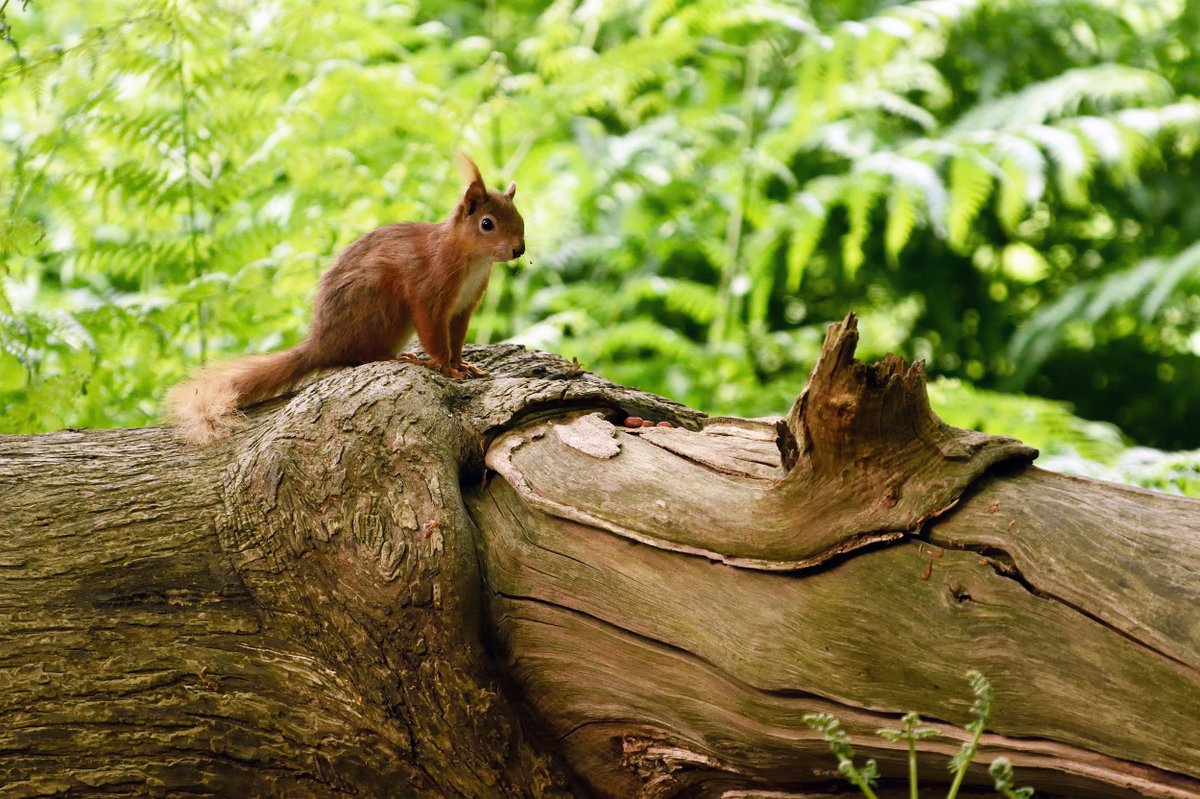 nationaltrust's tweet image. It’s Red Squirrel Awareness Week. For those lucky enough to have seen one, you’ll be familiar with their mischievous leaps from branch to branch - all bright-eyed and bushy-tailed. 

Here’s where to spot them in action near you: ow.ly/mxBl50KO8Y8