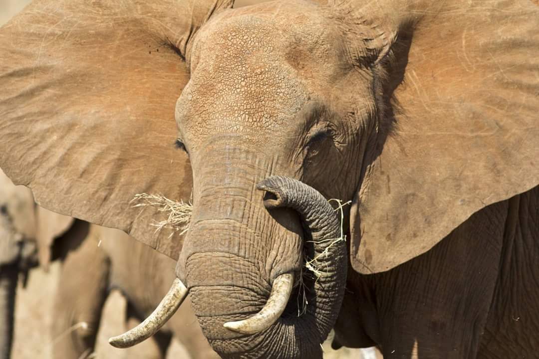 ♥️Every day is my 
🐘 #WorldElephantDay 
🐘 #2022YearOfTheElephant
🐘 #ElephantTwitter
🌍 #LetAfricaLive 🐘

📸 unknown