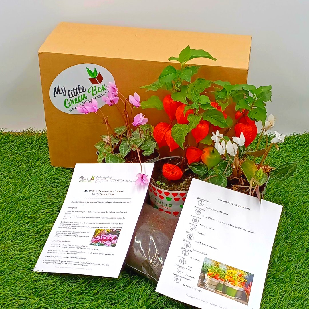 MyLittleGreenB2's tweet photo. 𝑵𝒐𝒕𝒓𝒆 𝒅𝒆𝒓𝒏𝒊è𝒓𝒆 𝒃𝒐𝒙 "𝑼𝒏 𝒂𝒎𝒐𝒖𝒓 𝒅𝒆 𝒗𝒊𝒗𝒂𝒄𝒆𝒔"
🌱🌺🌿🌼🌱
Vous y avez trouvé un Physalis alkekengi et deux Cyclamen coum 🌿🌿
#mylittlegreenbox #unamourdevivaces  #green #plantaddict #plants #jardin
#garden #gardening #physalis #physalisalkekengi https://t.co/rBktfrkXbF