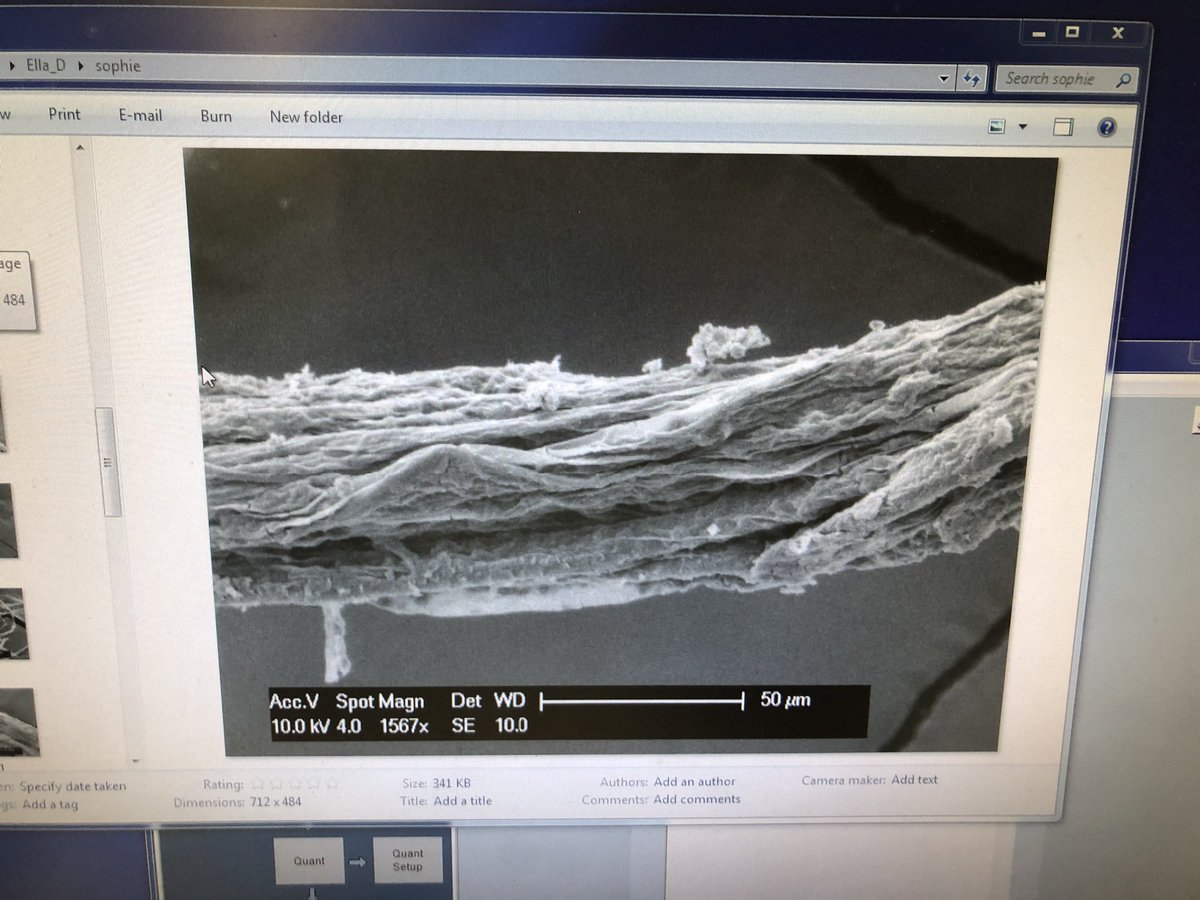 MissCroshawBio's tweet photo. My TL is covered with cool SEM pics so I thought it only right to share my very own! While at UON researching diving belle spiders I got to dip them in gold & SEM their silk! I love getting students to guess what they think it is..๐๐๐ท๐ธ#sciencenerdforlife #SEM #spiderresearch https://t.co/305WPykFnz