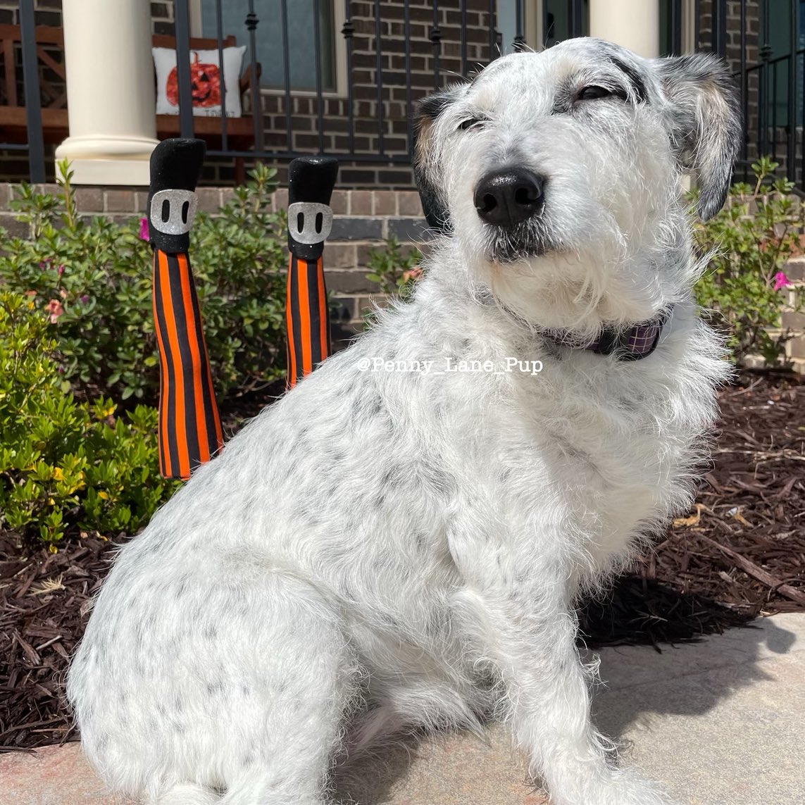 𝗣𝗲𝗻𝗻𝘆 𝗟𝗮𝗻𝗲- Lawn Potato TM tweet media