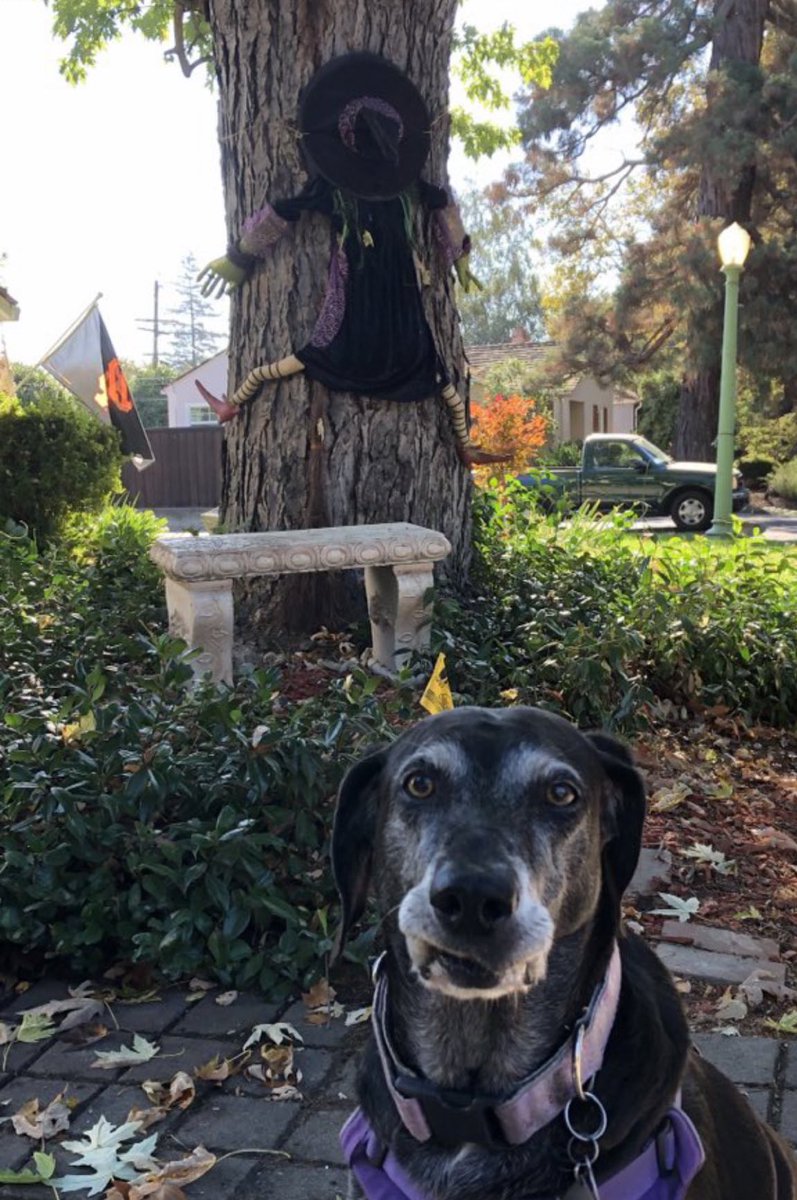 𝗣𝗲𝗻𝗻𝘆 𝗟𝗮𝗻𝗲- Lawn Potato TM tweet media