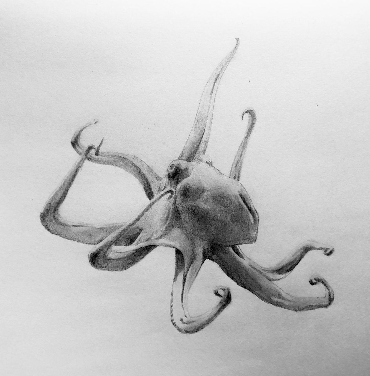 pencildrawing57's tweet photo. pencil drawing #pencildrawing  drawing #drawing pencil art #pencilart art #art artwork #artwork miniature #miniature animal #animal octopus #octopus 鉛筆画 #鉛筆画 https://t.co/azWGD5WYsx