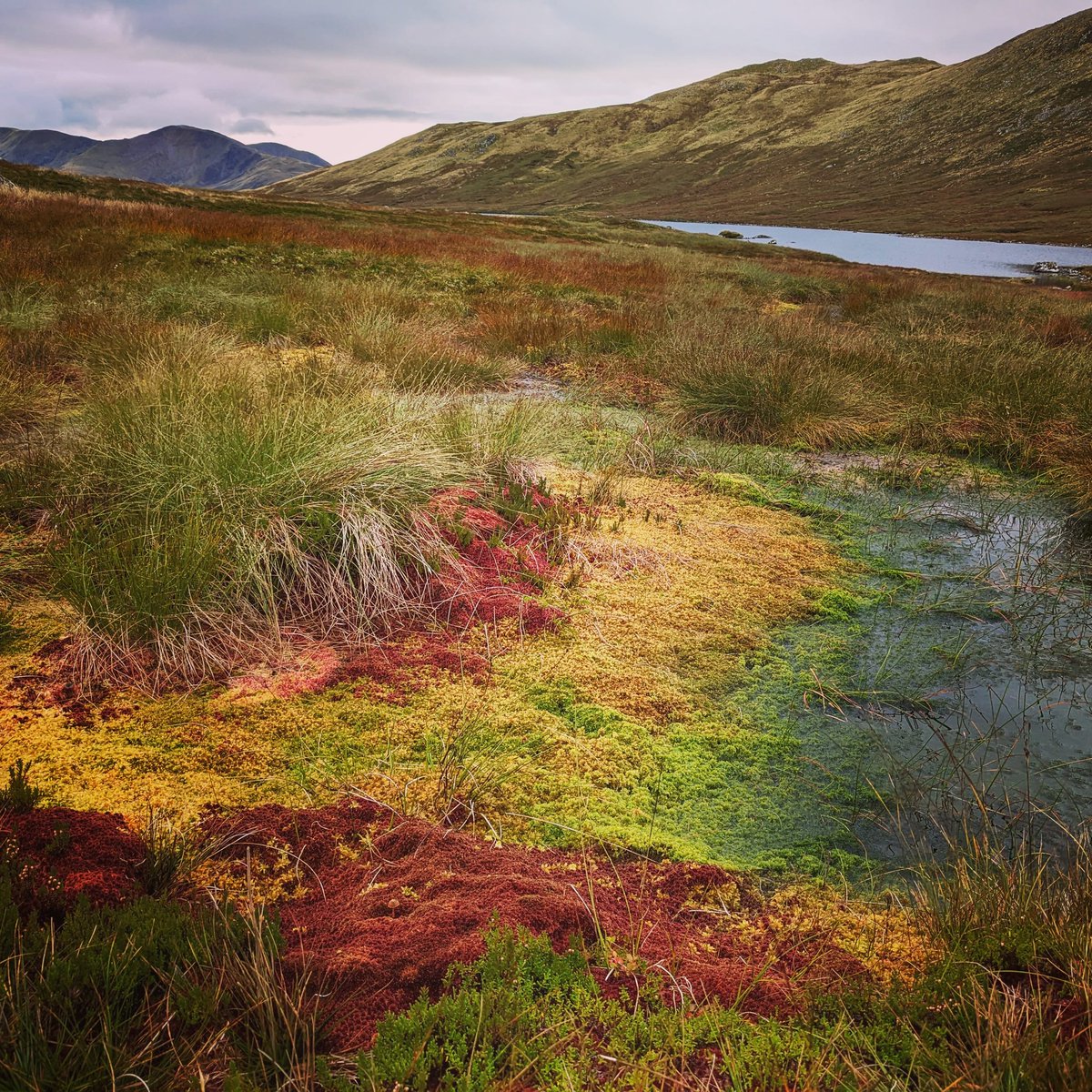 I've walked past this patch of sphagnum moss a few times and I've been blown away each time. Beautiful colours and great for capturing carbon. Go sphagnum!