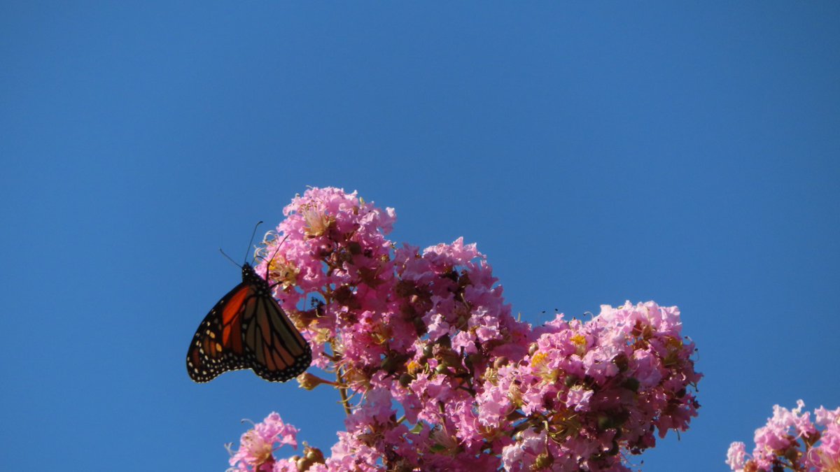 SegrestJen's tweet photo. #NaturePhotography #wildlifephotography #naturelovers #butterflies https://t.co/YqpdKqdVVe